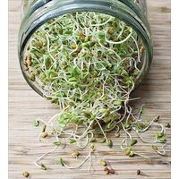 Kitchen Garden Red Clover Sprouting Seeds 100g